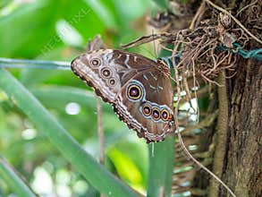 Blue Morpho menelaus on a plant