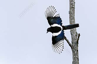 European magpie, pica pica