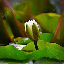 Nature - flower. Beautiful white water lily on the water surface. Colorful background