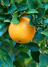 Single Navel Orange on the Tree