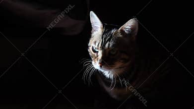 Beautiful cat in a beam of light. Dark background. The animal follows the prey and jumps on the prey