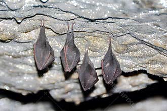 Bat birds