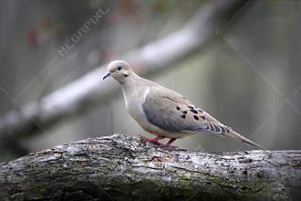 Mourning Dove Walking on Tree Branch II - Zenaida macroura