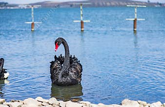 Black swans at Swan Lake Scenic area in Guyuan County, Hebei Province