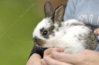 Boy pets bunny