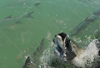 Tarpon fish jumping