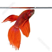 Siamese fighting fish