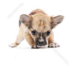Scared funny Chihuahua puppy