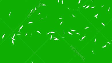Falling feathers motion graphics with green screen background