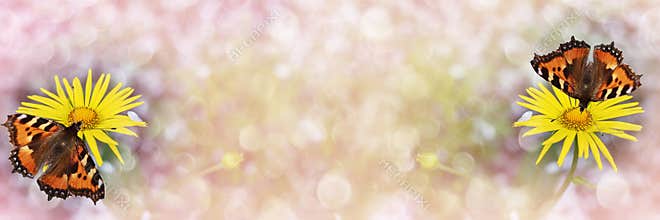 Unfocused widescreen background with yellow daisies and butterflies on flowers. Selective focus