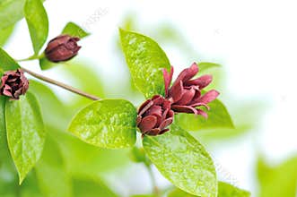 Calycanthus floridus