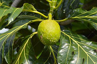 Natural View A Breadfruit Or Artocarpus Altilis hanging among leaves