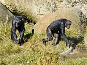 Chimpanzees walking in grass