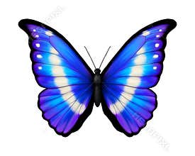 Blue tropical butterfly. Morpho rhetenor helena. Realistic vibrant detailed illustration. Isolated on white. South