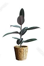 Ruber plant in wicker basket vase dicut png with line path