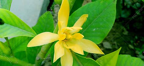 Magnolia champaca or golden champa flower stock photo