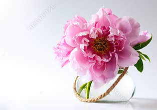 Spring flowers in vase on white background