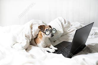 Concentrated looking to laptop computer sreen attentive work or series movie watching dog