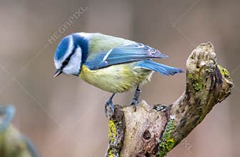Blue Tit
