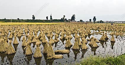 Gathered Dried Rice Hay