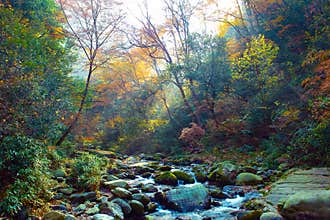 Autumn stream in forest.