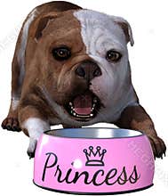Funny Girl Bulldog, Bowl, Isolated