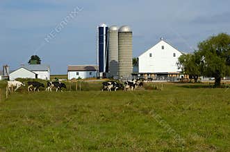 Cattle Farm