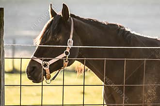 Brown Horse in the Sunlight