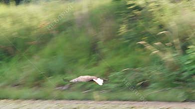 Adult white-tailed eagle catching fish from water in wetland during summer