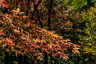 Autumn October, Jilin Jiaohe Red Leaf Valley Red Leaf Landscape