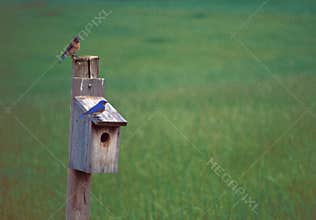 Bluebirds on house