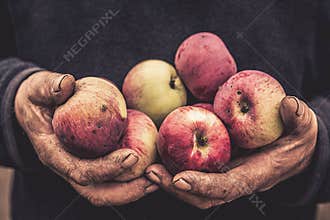 Working man hands holding apples