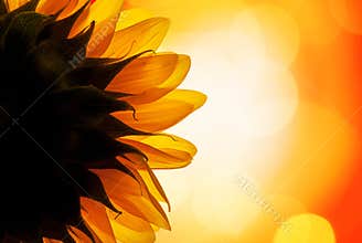 Sunflower in the sun