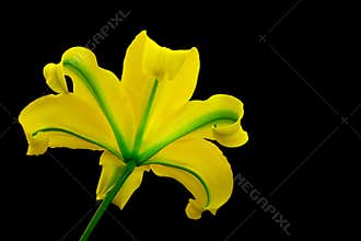 Backlit yelloween oriental lily close up on dark background