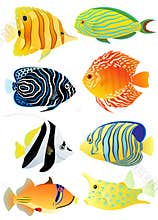 Collection of tropical fish