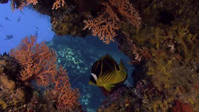 Huge school of fish of one species in underwater Pacific Ocean.