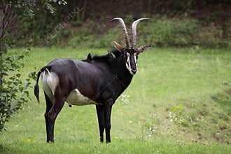 Sable antelope