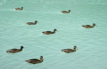 Ducks