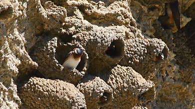Cliff Swallows at Yellowstone National Park