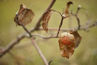 Old dry apple tree leaves hang on the thin branches