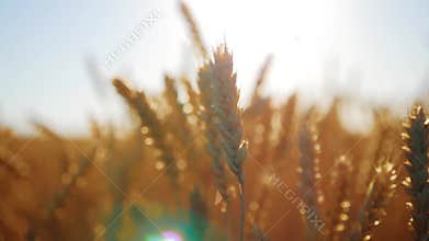 Ears of golden wheat close up at sunlight. Concept harvest.