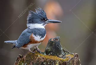 A Belted Kingfisher Portrait