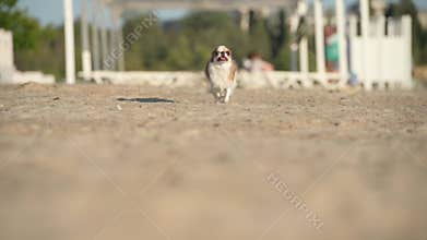 small chihuahua dog running fast on sand beach during summer leisure pet outdoors activity