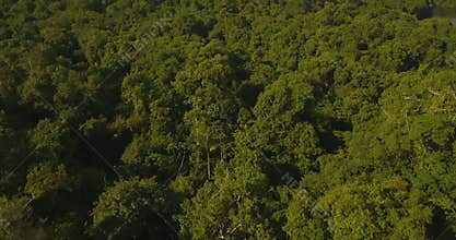 Amazon Jungle Tilt Up Dramatic Aerial View. Dense Rainforest, Brazil