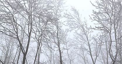 Frost on trees in winter forest