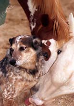 Horse Licking Dog