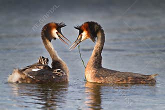 Great Crested Grebe