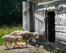 Sheep and Baby Lamb Walking into Old Fashioned Barn