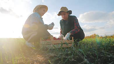 Happy family, mother and daughter collect ripe vegetables in a wooden box in the field. Harvest team work and