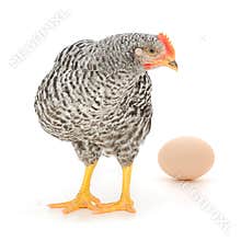 Grey hen with egg
